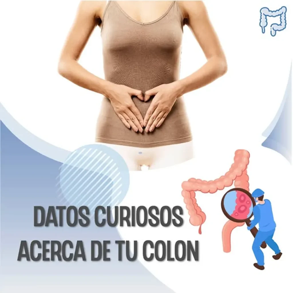 Datos curiosos acerca de tu colon
